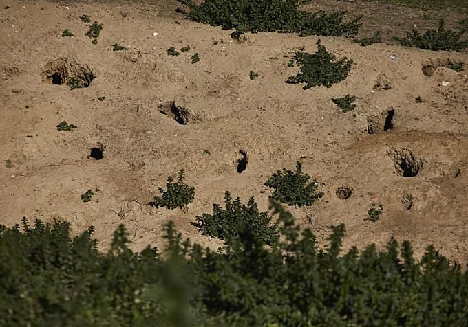 Conejo cavando hoyo en el Parque Polvoranca, Leganés