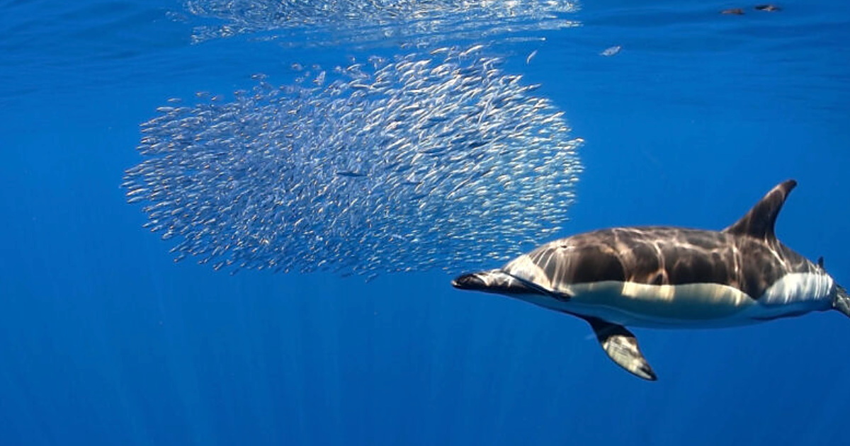 Solo una de cada diez áreas marinas protegidas de Canarias tiene gestión