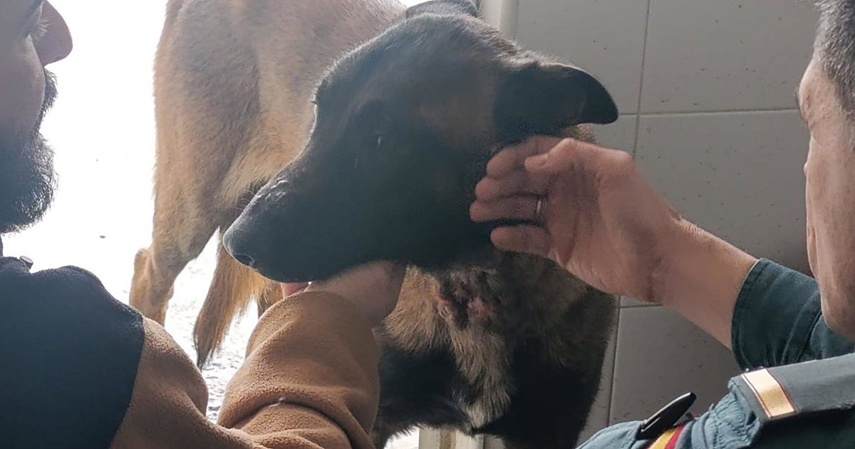 Roban 15 perros de la perrera municipal de Toledo y la Policía investiga lo ocurrido