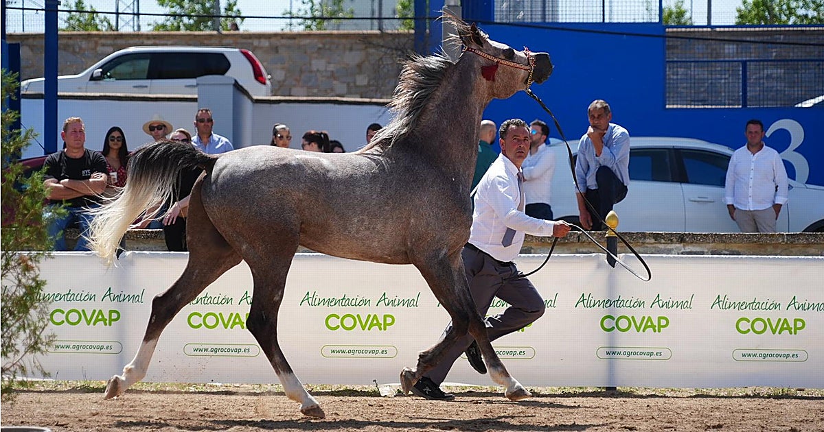 La Feria Agroganadera de Los Pedroches consolida un nuevo modelo, más público y triunfan los robots de ordeño