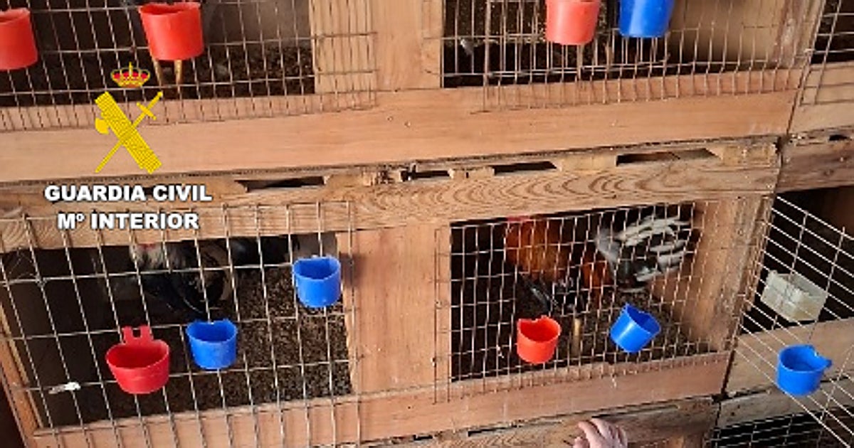 Un fuerte olor a marihuana destapa un garaje repleto de gallos de pelea en Cullera