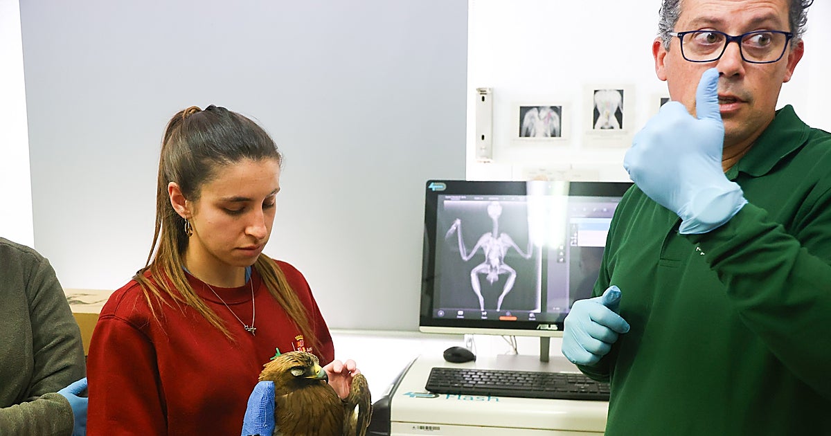 Los centros de recuperación de fauna silvestre registran más de 8.300 ingresos