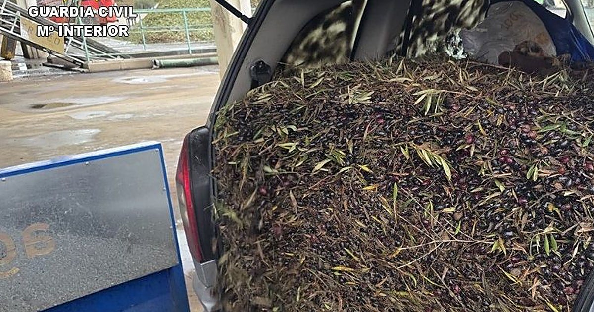 Detenidas dos personas por la receptación de más de 131.000 kilos de aceituna robada en Ciudad Real
