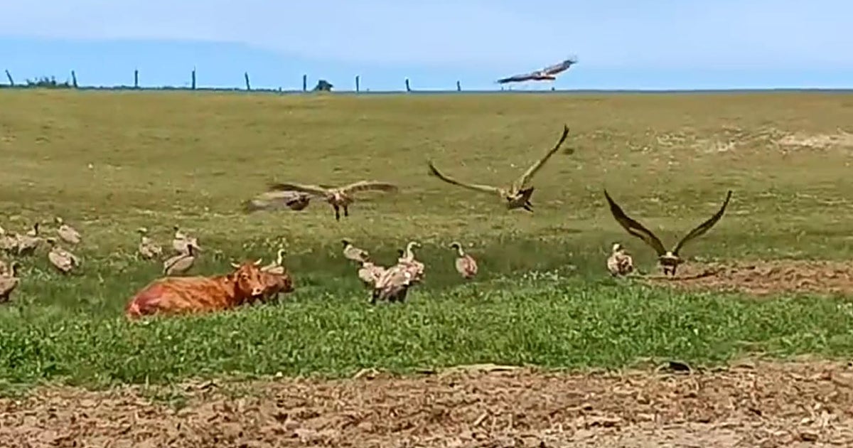 Los ganaderos creen que pagan «el pato» en el difícil equilibrio de convivencia con los buitres