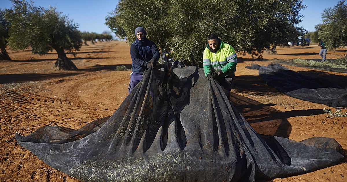 Castilla-La Mancha cierra la campaña con una producción de 138.291 toneladas de aceite de oliva