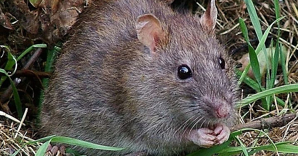 Lozano alerta del riesgo de las 'superratas' este verano en Toledo y reclama medidas a la Junta