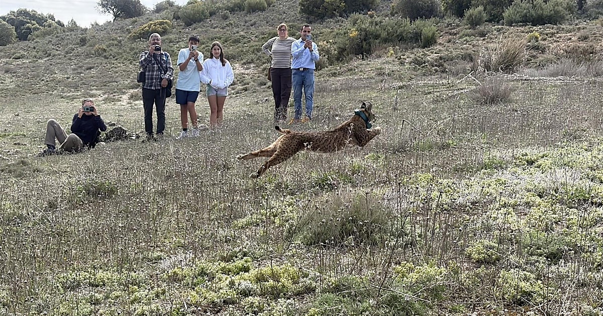 Castilla-La Mancha traslada dos nuevas hembras de lince ibérico a Cuenca para reforzar su expansión