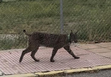 'Veneno', el lince 'influencer' que revoluciona Cabañas de Yepes (Toledo) y mata gatos
