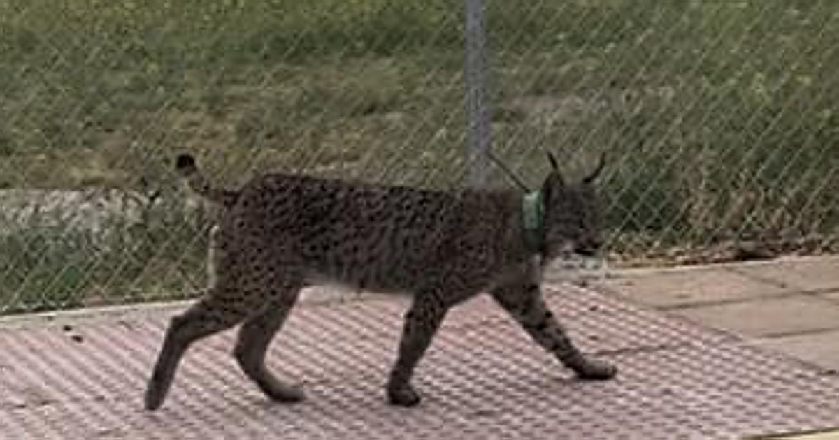 'Veneno', el lince 'influencer' que revoluciona Cabañas de Yepes (Toledo) y mata gatos