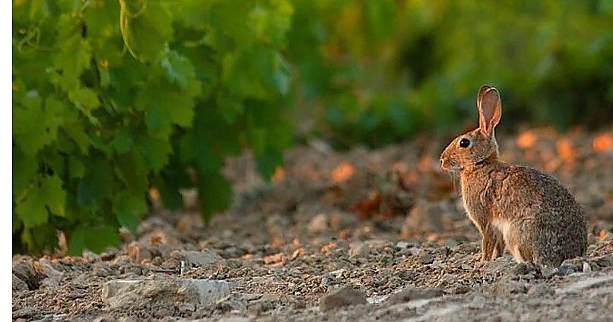 Ecologistas en Acción: «La sobrepoblación de conejos está sobredimensionada por motivos espurios»