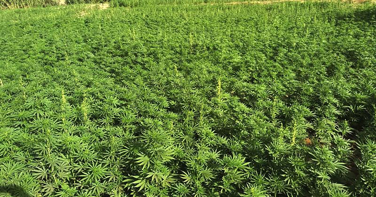 Detenido el sobrino del exdiputado de Podemos Diego Cañamero en un golpe al narcotráfico en la finca Tierra y Libertad en Cádiz