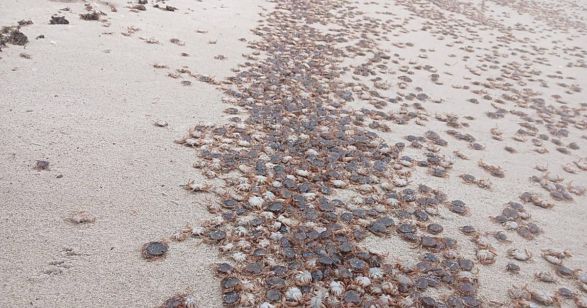 Miles de cangrejos patudos son arrastrados por la marea hasta la orilla de playas de las Islas Atlánticas