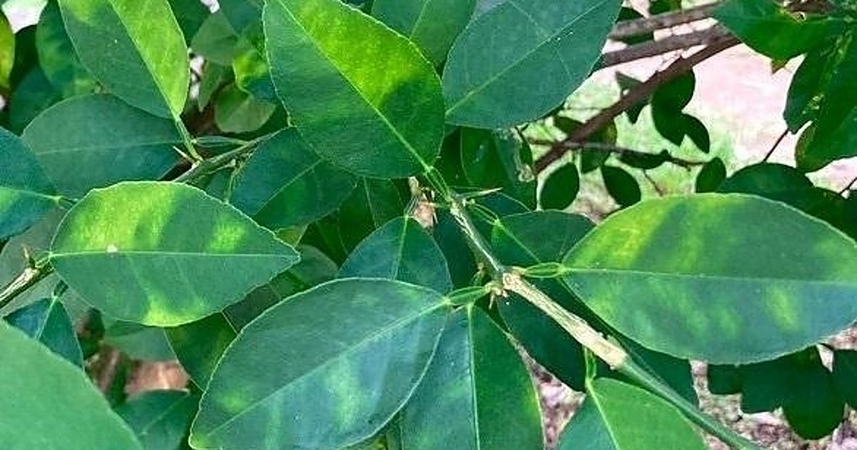 SOS en el campo por la obligación de arranques masivos de limoneros por una plaga asiática