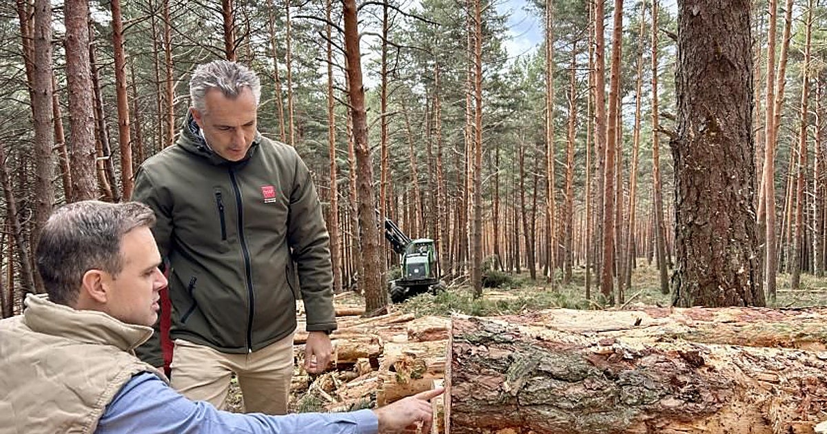 Madrid tala 280 hectáreas de pinos para salvar la vida de sus montes