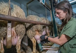 Alba Marchante, ganadera: «No me importa no ir de fiesta por atender a mis ovejas»