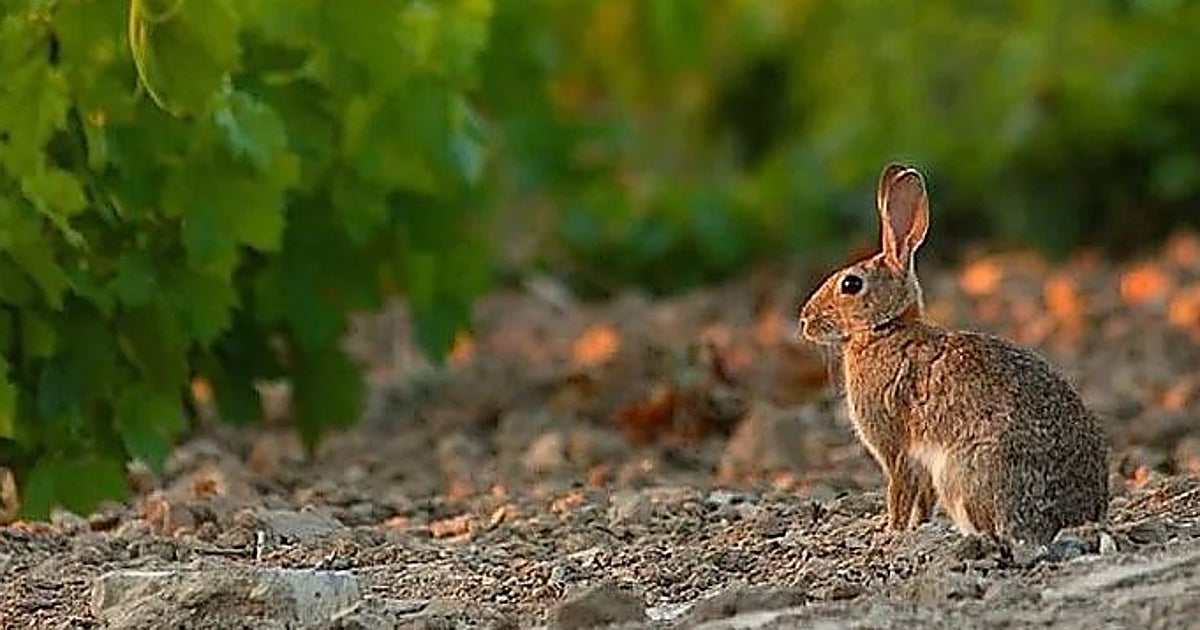 La primera Mesa provincial del Conejo de Monte echa a rodar en Albacete