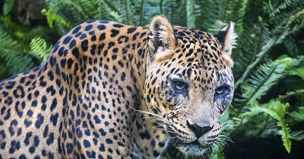 Muere con 21 años el tercer leopardo más longevo de los zoos europeos en Valencia