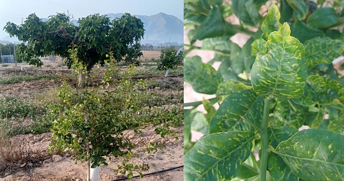 Denuncian que los arranques masivos de limoneros por una plaga asiática vienen de plantones de Cataluña