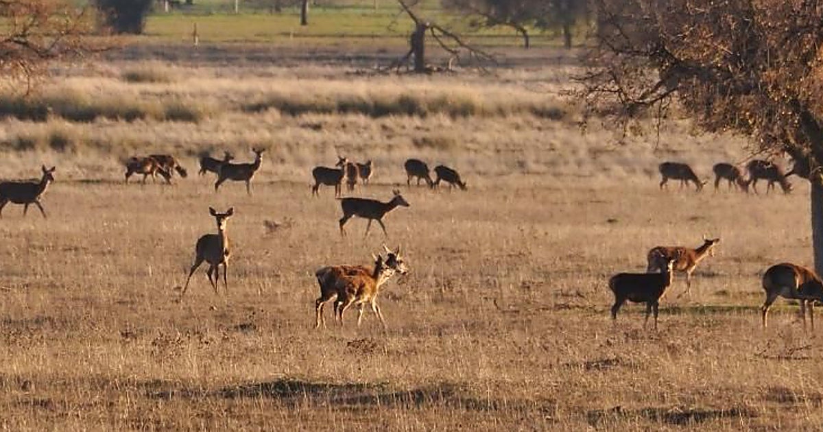 La Eurocámara pide evaluar el impacto ambiental y económico de vetar la caza en Cabañeros