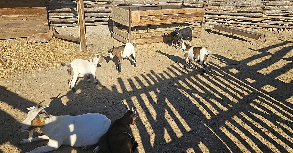 La Junta sostiene que las inspecciones zoológicas a Puy du Fou no detectan «nada sospechoso»