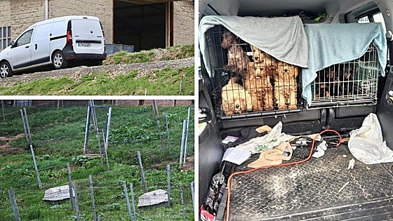 El 'criadero de los horrores' de Gijón: más de 300 perros con secuelas, cesáreas sin anestesia y congelados vivos
