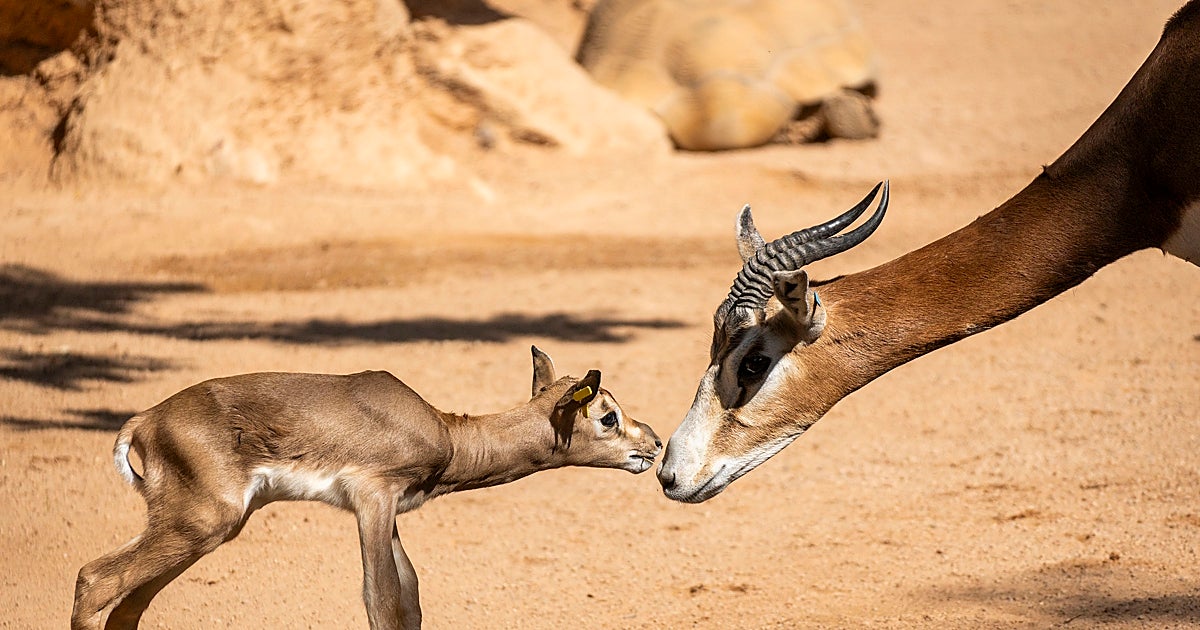 Bioparc Valencia acoge el nacimiento de una nueva cría de gacela Mhorr y supera la veintena de alumbramientos