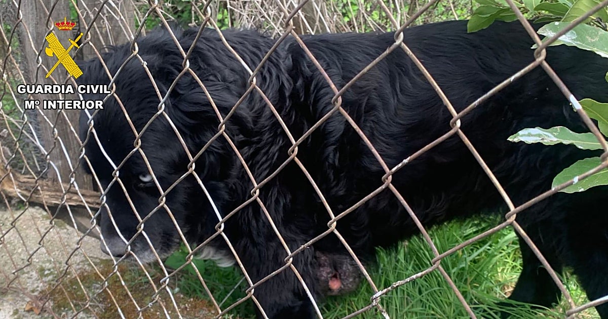 La Guardia Civil investiga a una persona por abandono animal en Carranque (Toledo)
