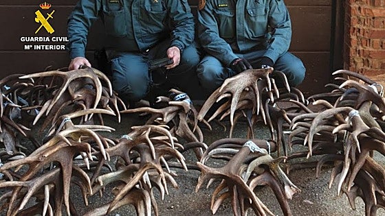 Pillan a dos furtivos con más de cien kilos de astas de ciervo y gamo robados