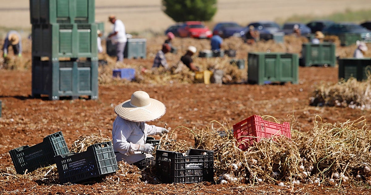 El ajo de Córdoba teme la amenaza de las producciones desde Egipto
