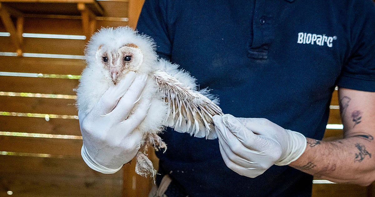 Fundación Bioparc reintroduce la lechuza común en zonas periurbanas de Valencia