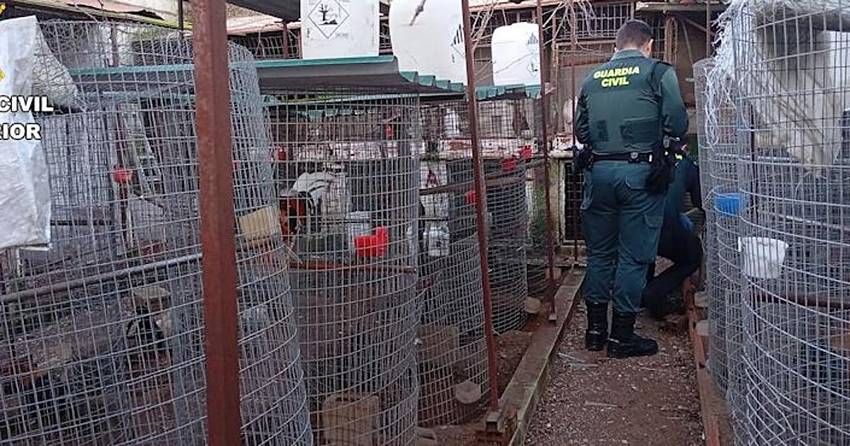 Investigan al propietario de un reñidero en La Carlota por mutilar a 57 gallos