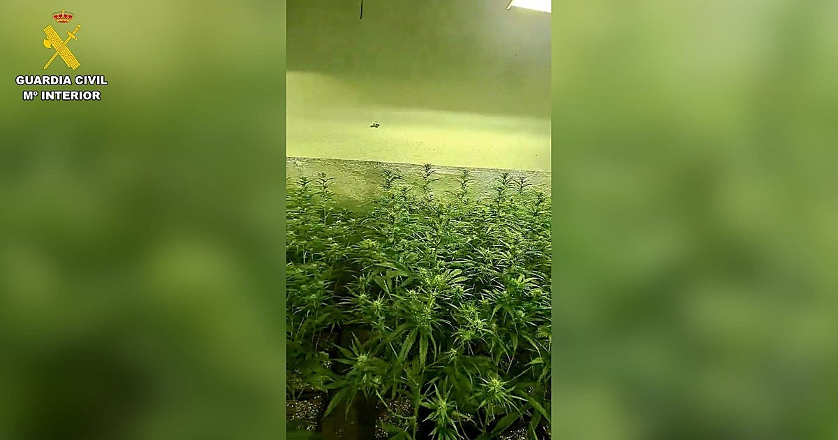 Desmantelan dos plantaciones de cultivo y elaboración de marihuana en dos viviendas de Seseña