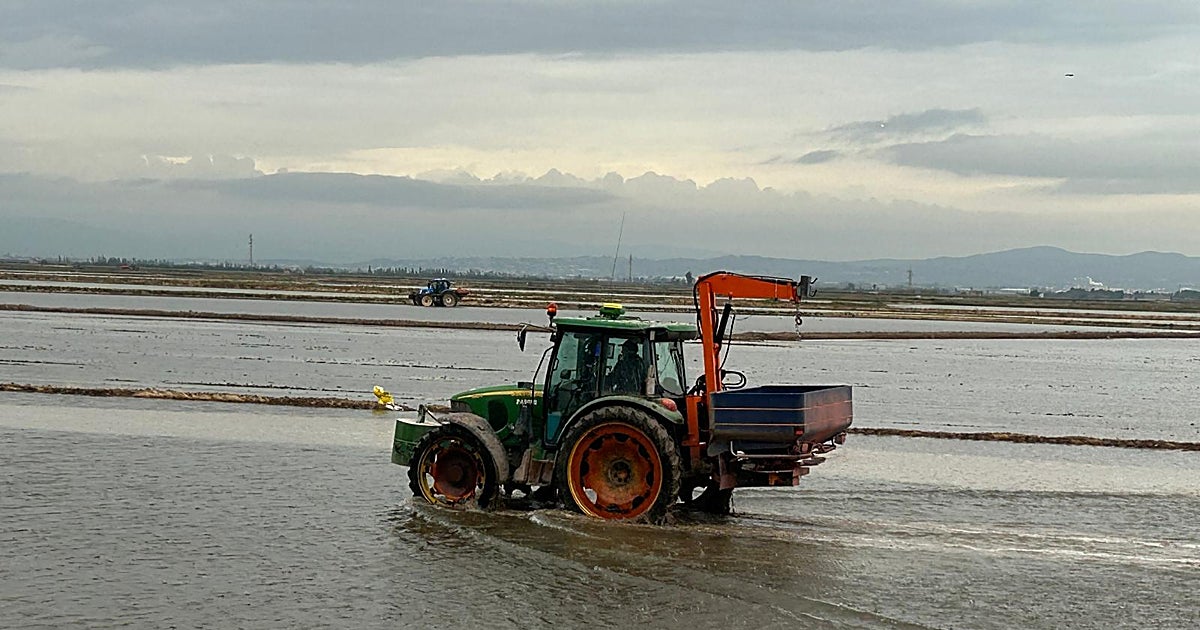 La guerra en Irán provoca «la siembra del arroz más cara de la historia« en la Albufera de Valencia