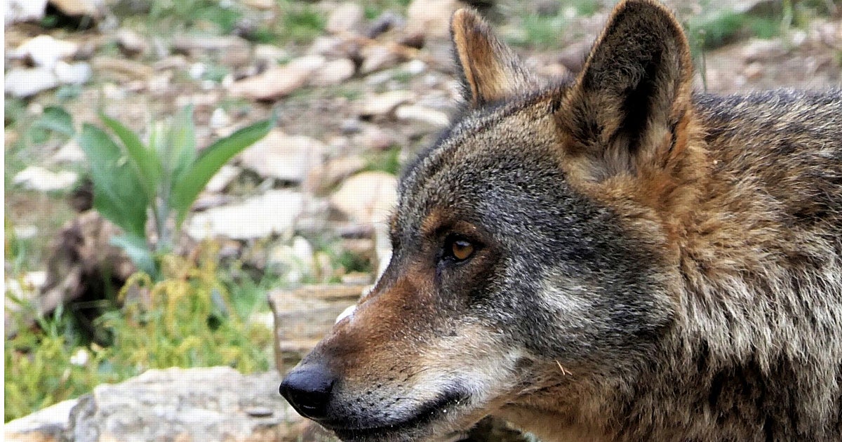 Castilla y León anuncia junto a trece autonomías «acciones judiciales» para que el Gobierno cumpla la normativa sobre el lobo