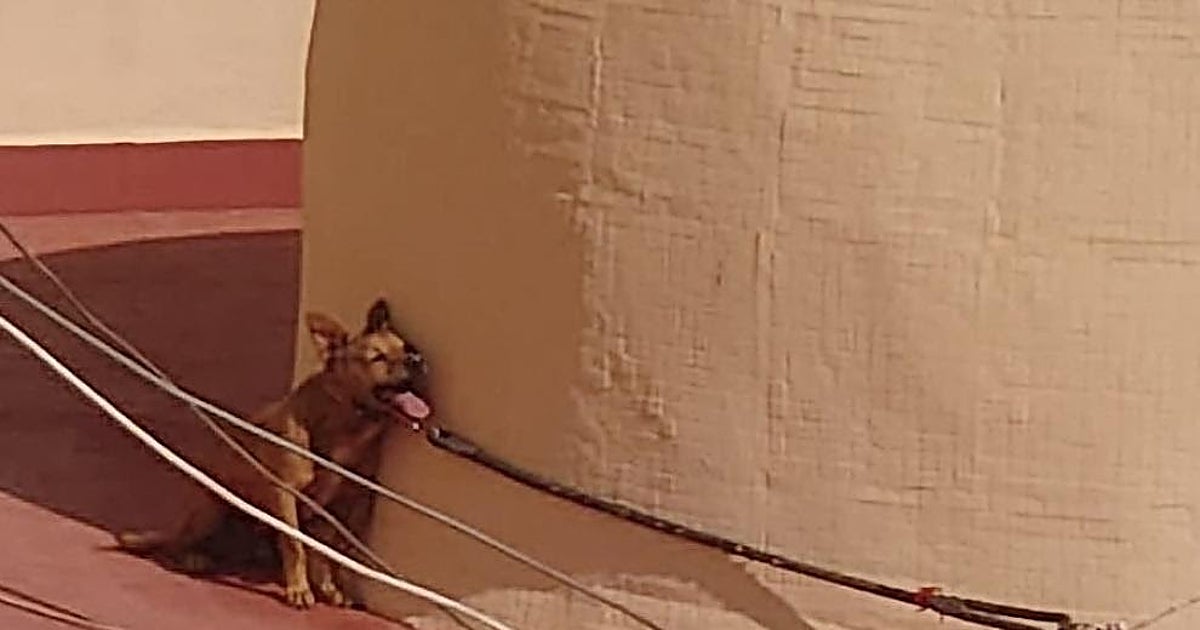 Condenan a la dueña de 'Maikel', un perro que murió tras días de agonía atado al sol en un terraza