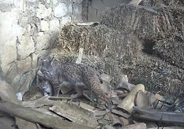 Nacen los primeros linces ibéricos en libertad en el Cerrato palentino casi medio siglo después de su extinción
