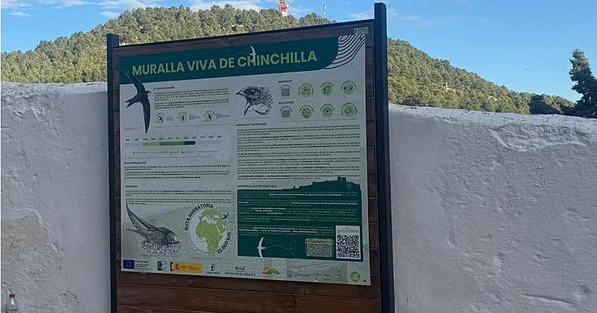  Muralla viva , un proyecto para restaurar la muralla de Chichilla respetando los vencejos que habitan en ella