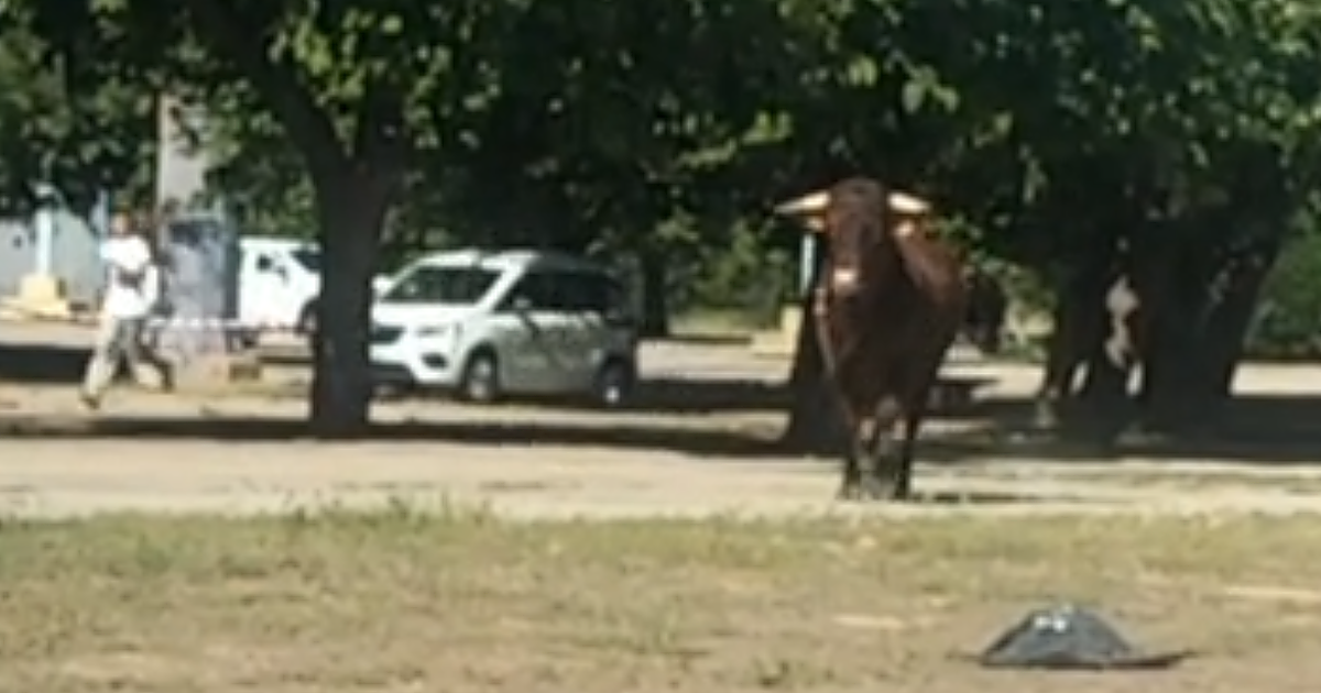 Un buey de la Hermandad del Rocío de la Macarena se escapa cerca del estadio de la Cartuja de Sevilla