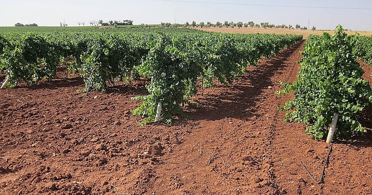 La Junta advirte que no se puede limitar el agua a los regantes de la región mientras en el Levante se riega a  mansalva 