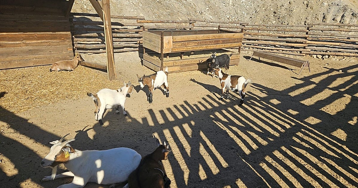 Puy du Fou España reconoce «irregulares aisladas» en el enterramiento de animales y despide a los responsables