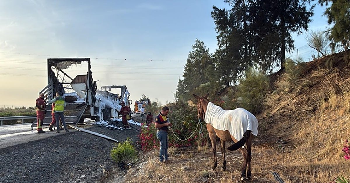 Mueren ocho mulos en un incendio de camión en la carretera de Almonte