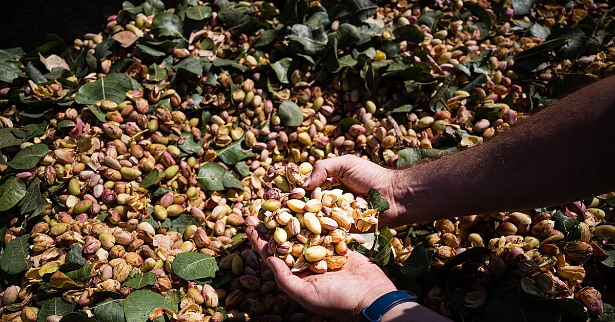 El pistacho no se asienta en Córdoba pese a sus buenos precios