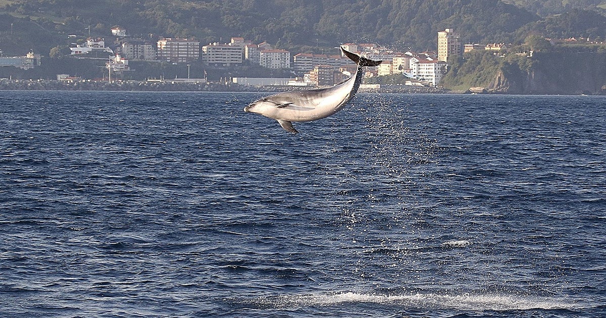 Pescadores gallegos critican la «imposición» del Ministerio de ahuyentar a los delfines