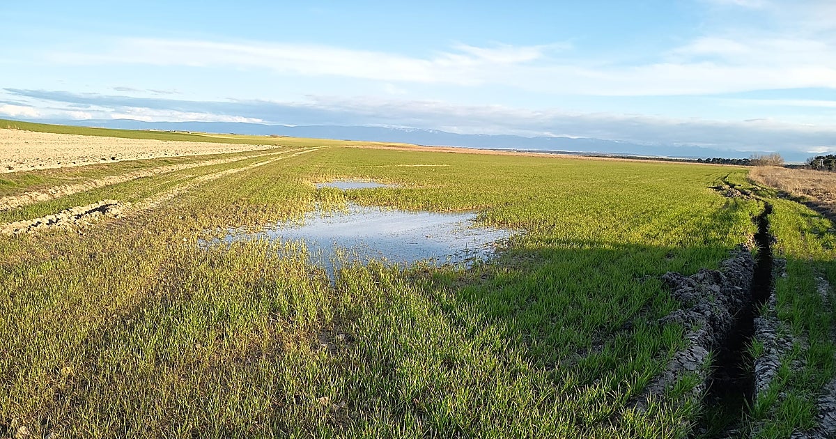 Agricultura convoca las subvenciones para la suscripción de pólizas de seguros, con una partida inicial de 15 millones