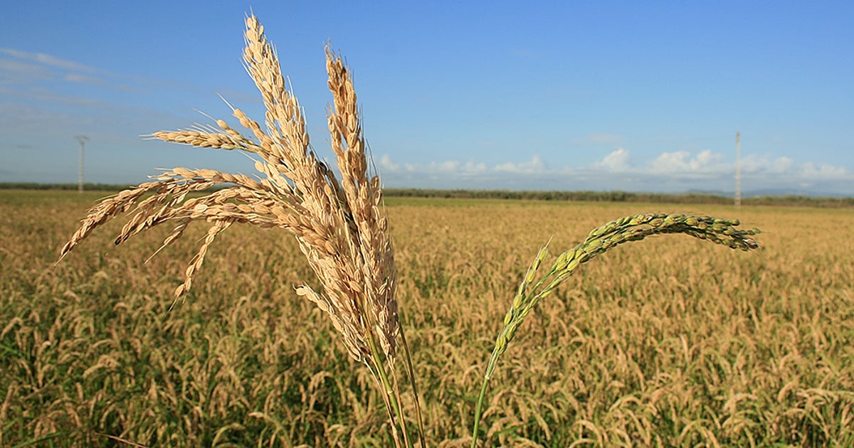 El rigor ecologista del Gobierno amenaza al tipo de arroz de la paella valenciana