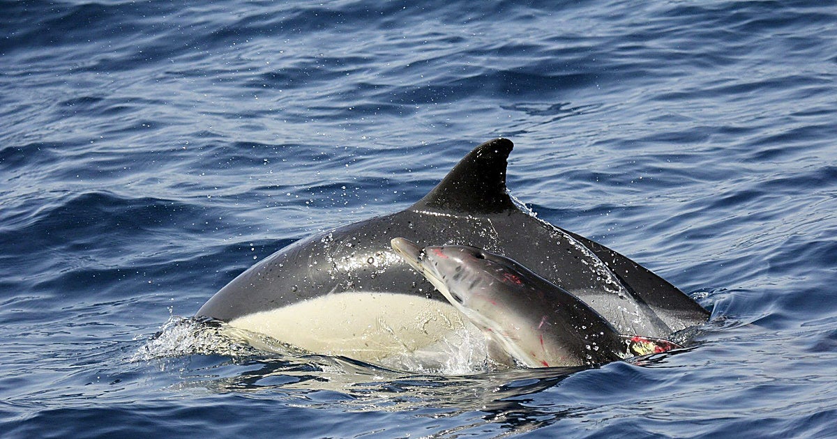 La Xunta pide al Gobierno retirar la obligación de los pescadores de  espantar  a los delfines
