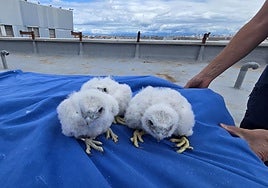 Una pareja de halcones elige de nuevo una azotea del Hospital 12 de Octubre para anidar y tener crías