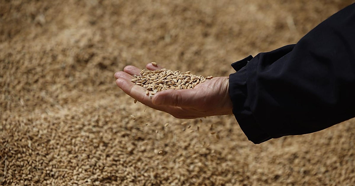 Denuncian la importación de 17.000 toneladas de arroz argentino y ventas como si fuera valenciano