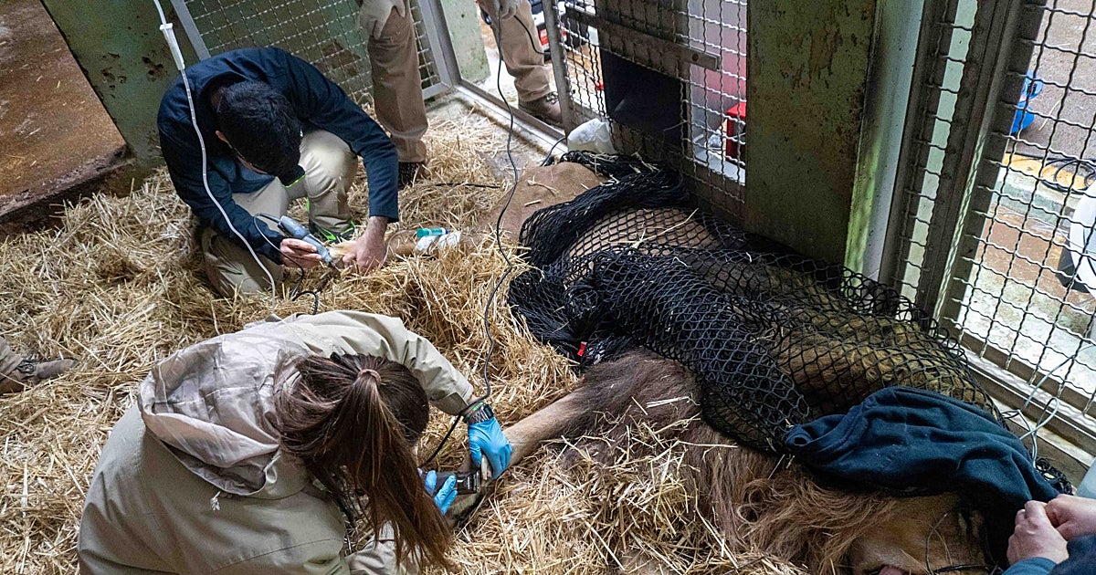 Operación con anestesia para curar las garras de un león en Bioparc Valencia