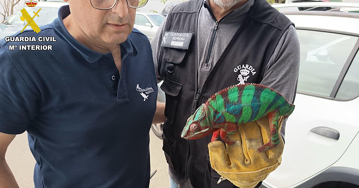 Localizadas en una vivienda de Santa Brígida (Gran Canaria) hasta 19 especies exóticas invasoras protegidas